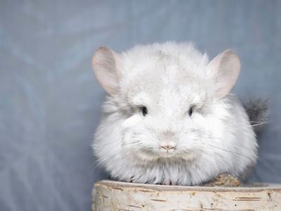 Шинлиллка Девочка Ангорская Пастель