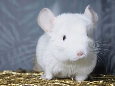 Шиншилленок Бело-розовый Бархат Носитель Ангоры