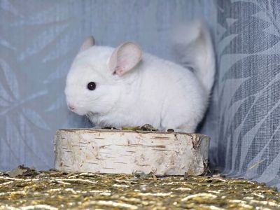 Шиншилленок Бело-розовый Бархат Носитель Ангоры