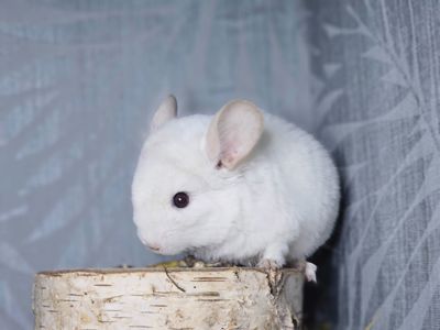 Шиншилленок Бело-розовый Бархат Носитель Ангоры