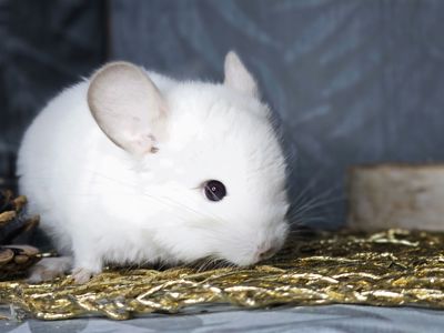 Шиншилленок Бело-розовый Бархат Носитель Ангоры