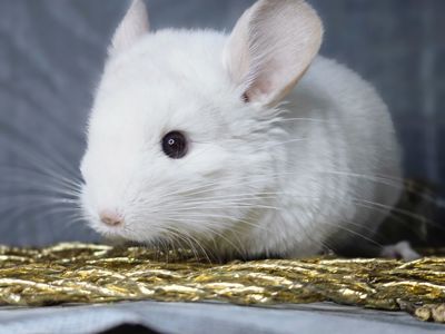 Шиншилленок Бело-розовый Бархат Носитель Ангоры