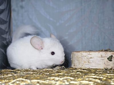 Шиншилленок Бело-розовый Бархат Носитель Ангоры