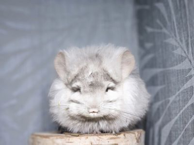 Маленький Красунчик Ангорська Пастель Носій Фіолету