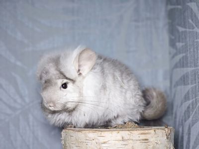 Маленький Красунчик Ангорська Пастель Носій Фіолету