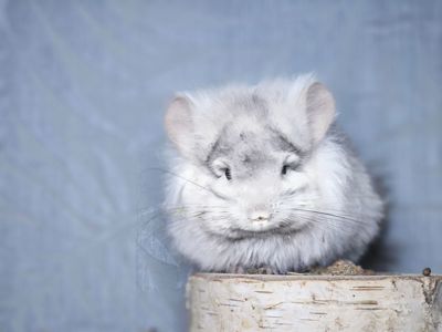 Маленький Красунчик Ангорська Пастель Носій Фіолету