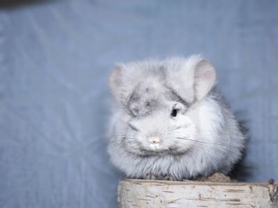 Маленький Красунчик Ангорська Пастель Носій Фіолету