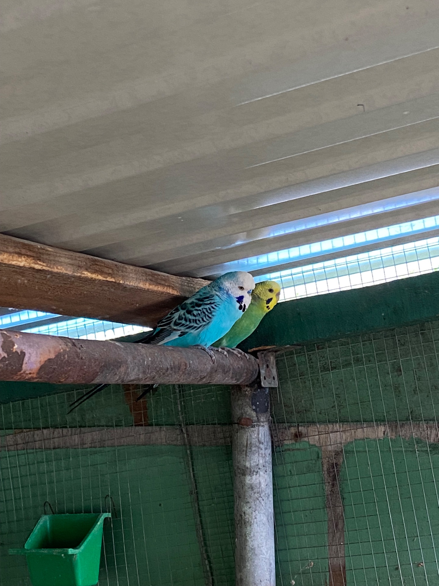 Пара хвилястих