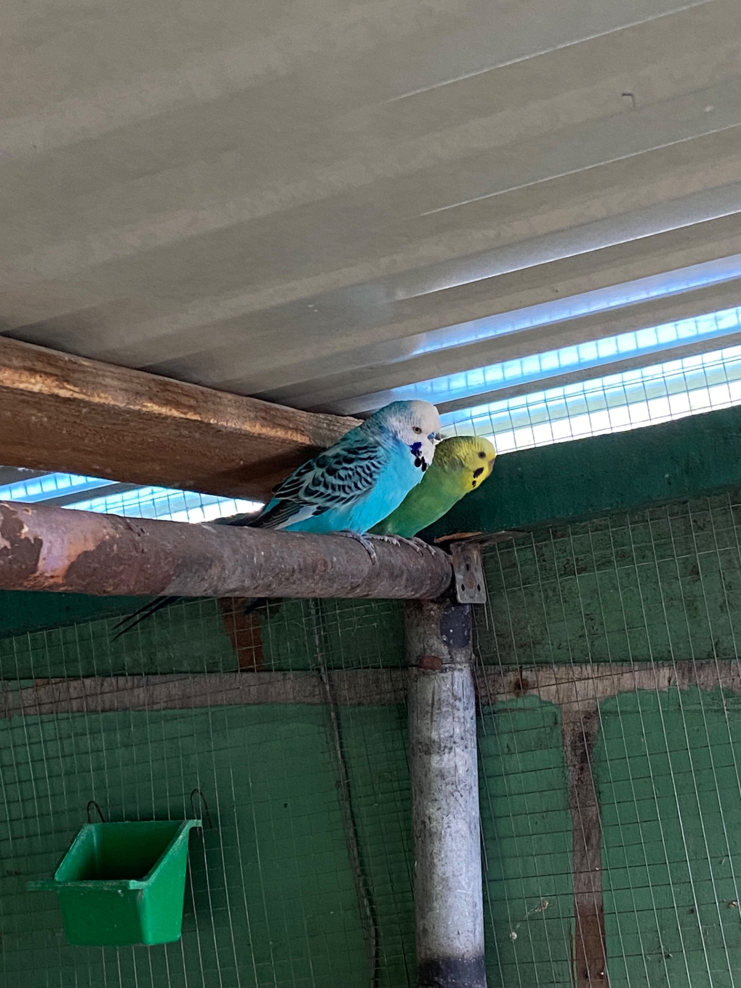 Пара хвилястих