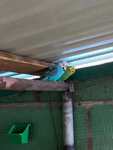 Пара хвилястих