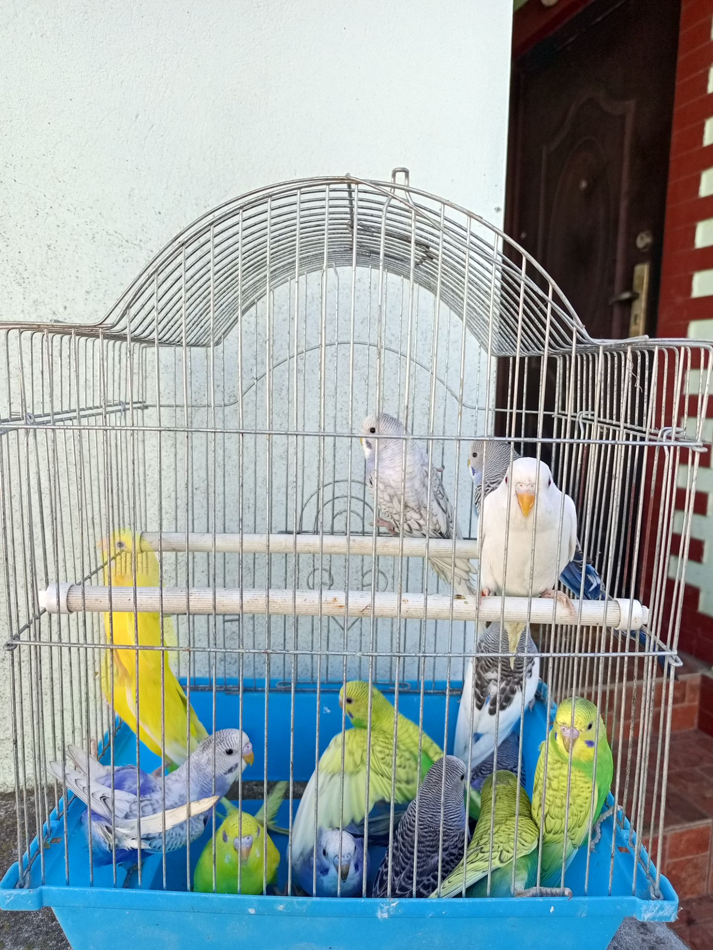 Хвилясті папуги шукають свою домівку