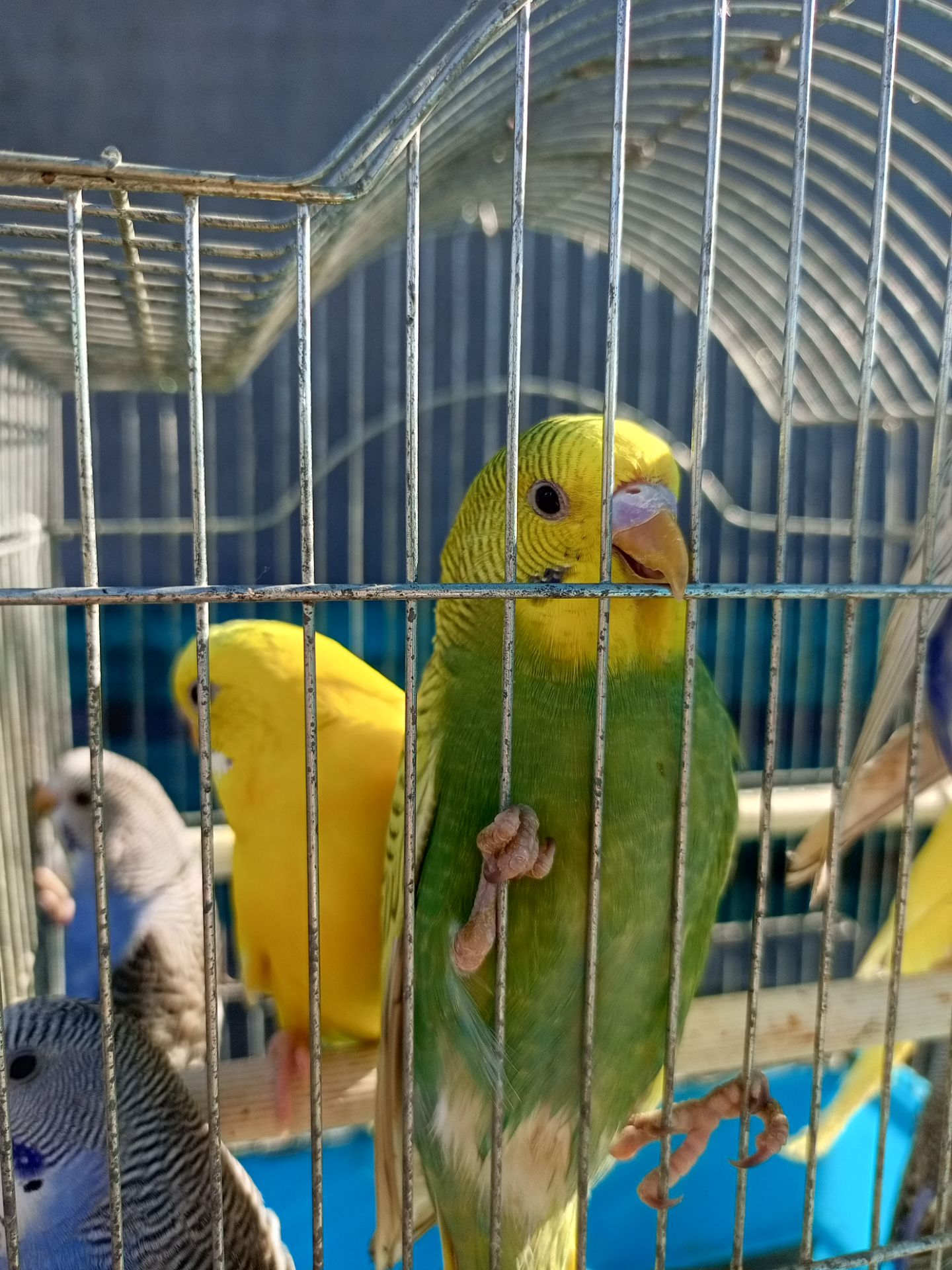 Хвилясті папуги шукають свою домівку