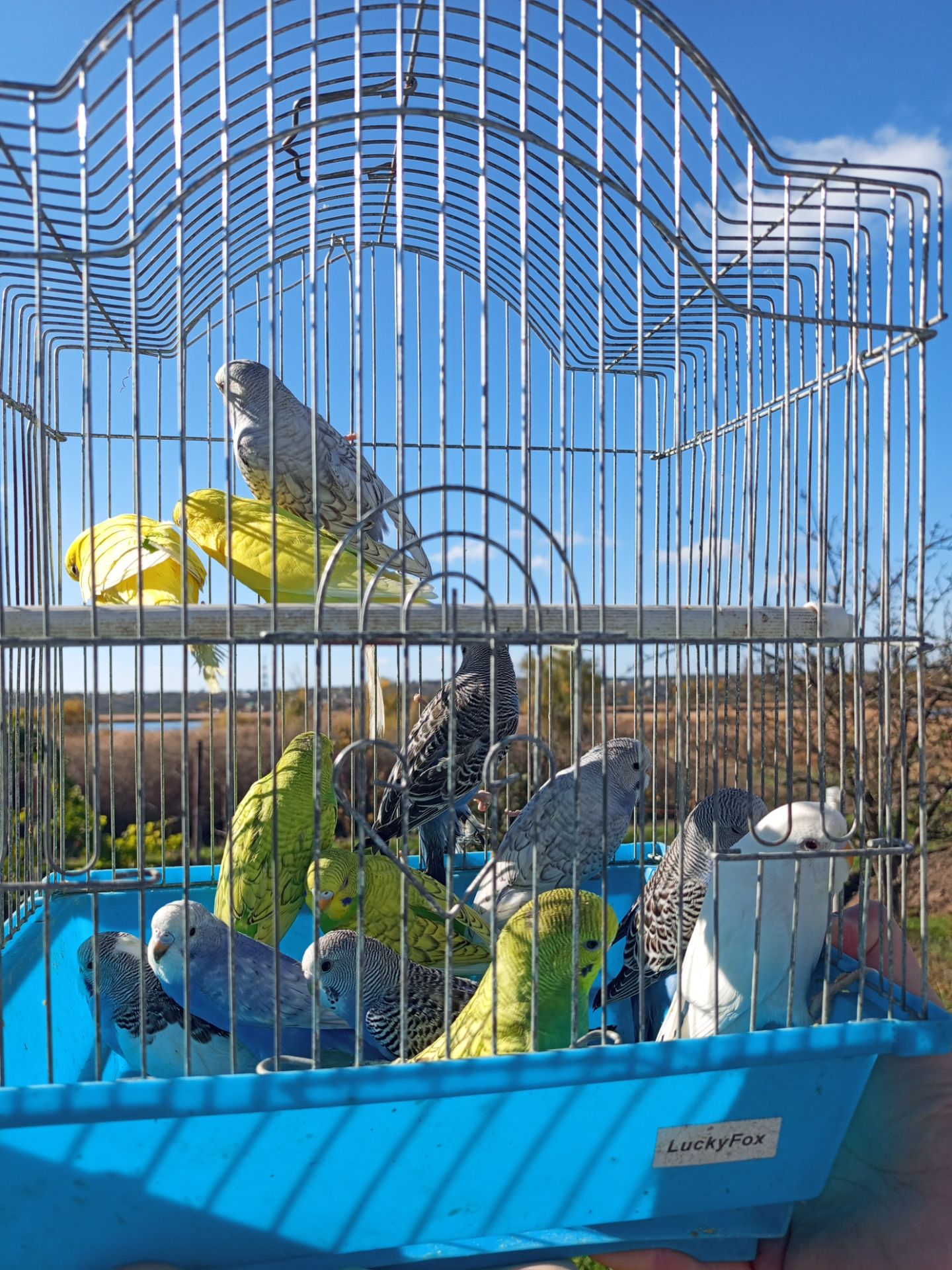 Хвилясті папуги шукають свою домівку