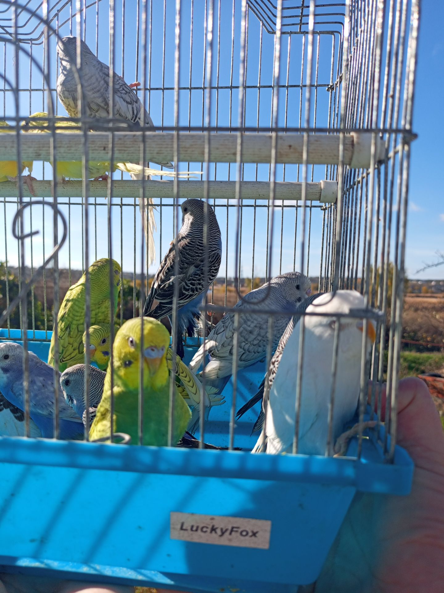 Хвилясті папуги шукають свою домівку