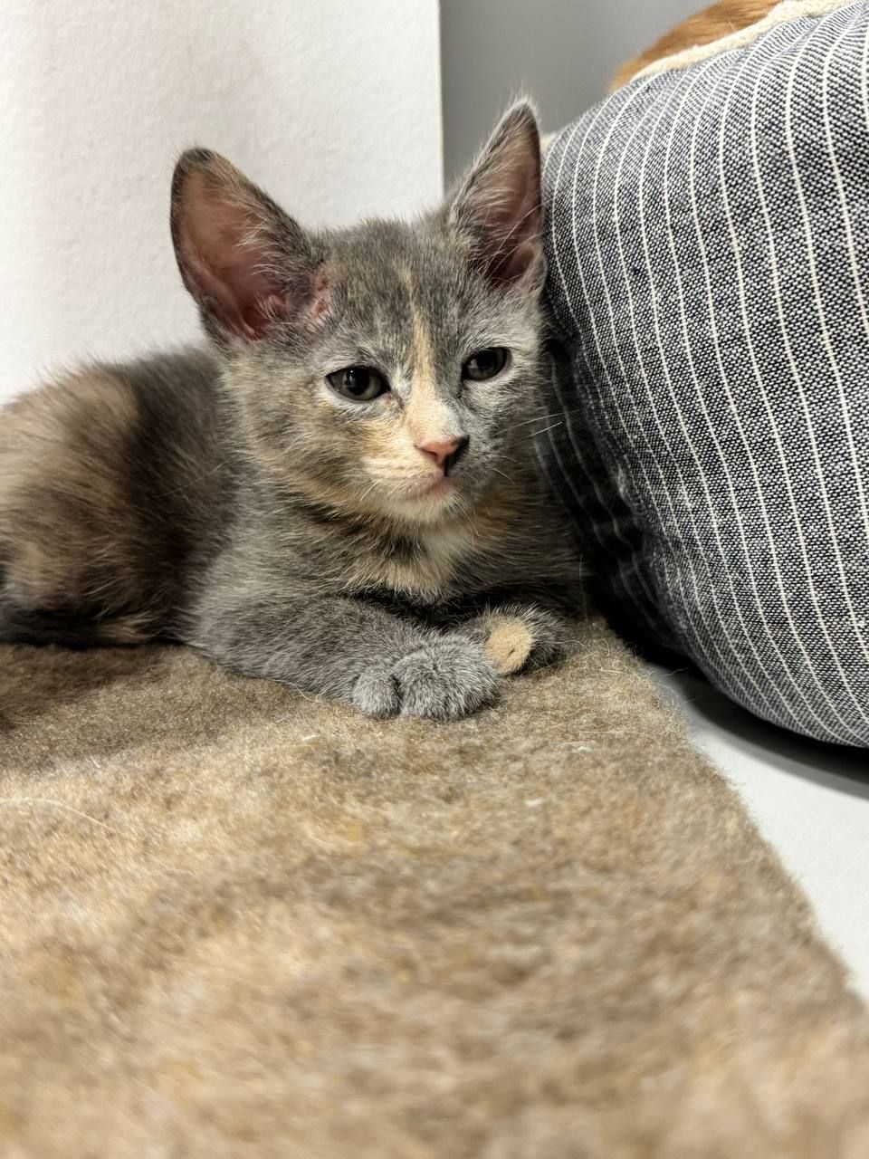 Коненята котик киця в добрі руки