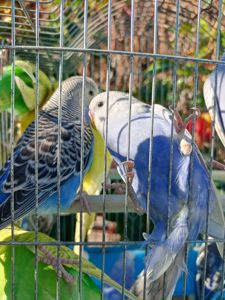 Хвилясті папуги шукають свою домівку