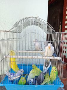 Хвилясті папуги шукають свою домівку