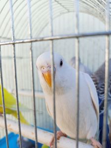 Хвилясті папуги шукають свою домівку