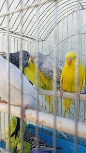 Хвилясті папуги шукають свою домівку