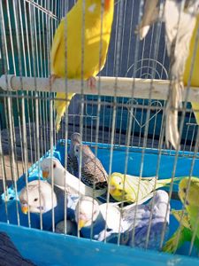 Хвилясті папуги шукають свою домівку