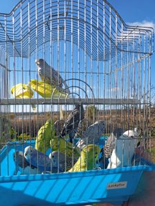 Хвилясті папуги шукають свою домівку