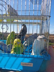 Хвилясті папуги шукають свою домівку