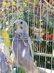 Хвилясті папуги шукають свою домівку