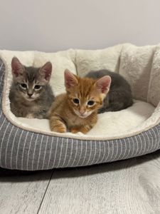 Коненята котик киця в добрі руки