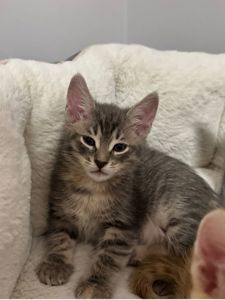 Коненята котик киця в добрі руки