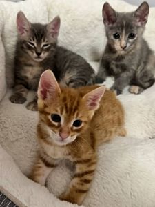 Коненята котик киця в добрі руки