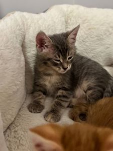 Коненята котик киця в добрі руки