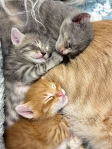 Коненята котик киця в добрі руки