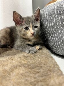 Коненята котик киця в добрі руки