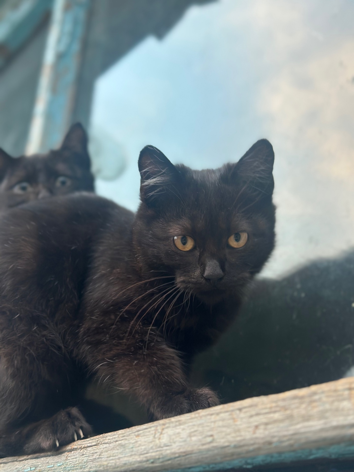 Шукає родину!