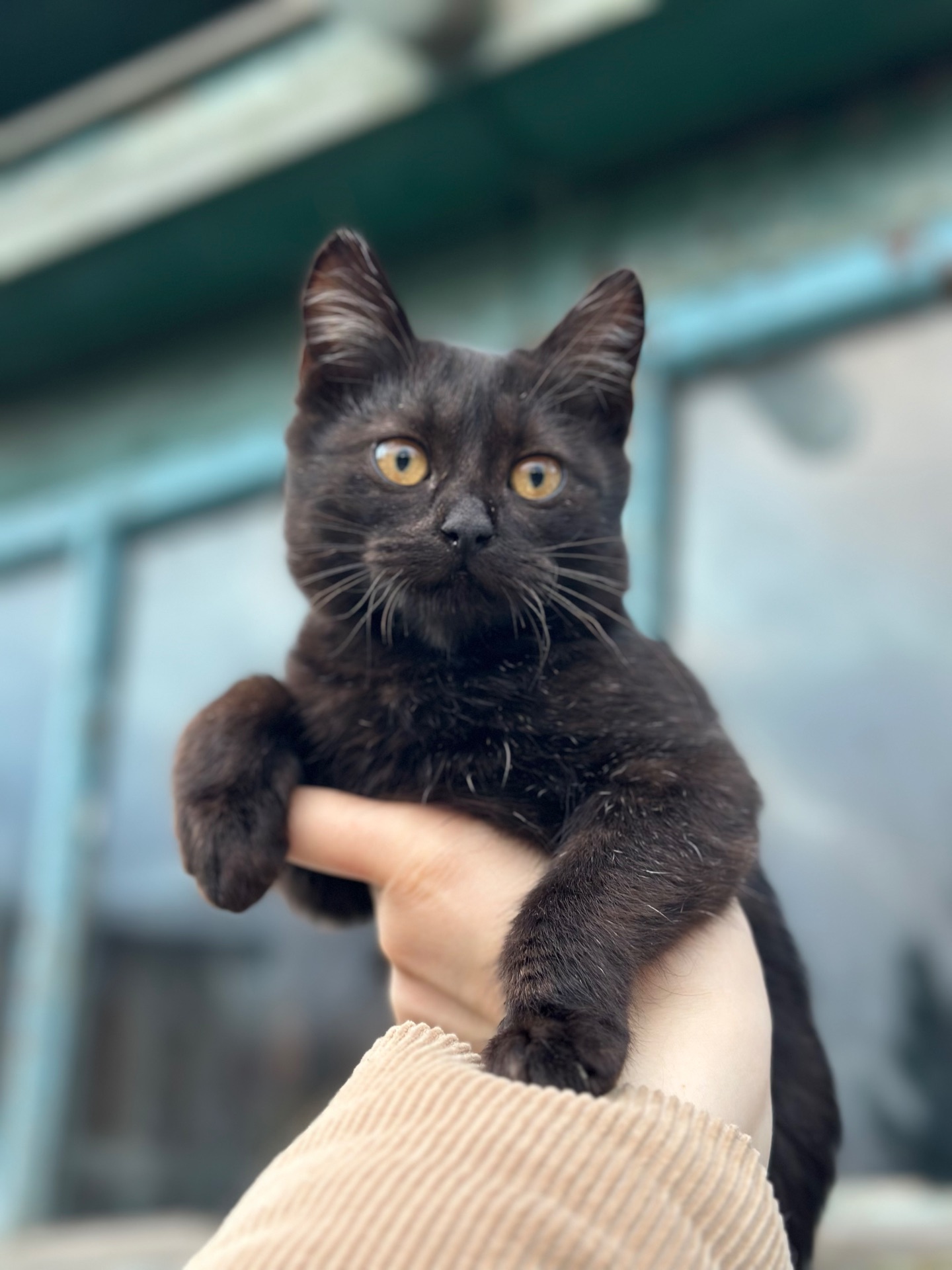 Шукає родину!