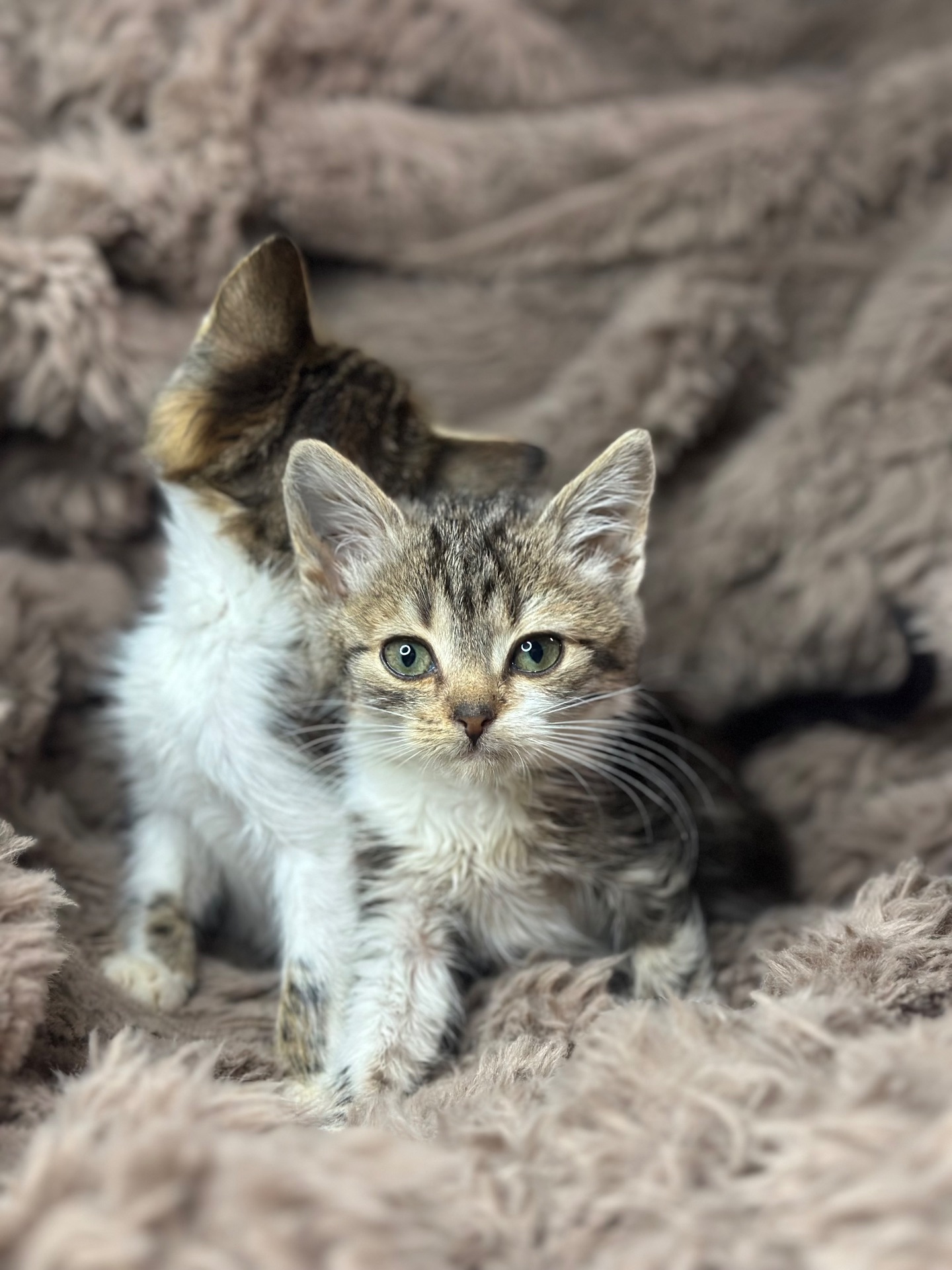 Шукає дім кошеня!