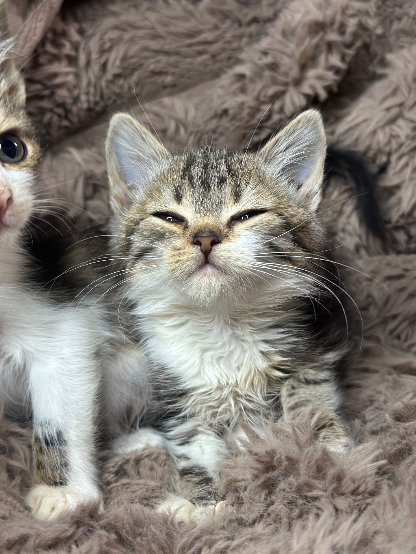 Шукає дім кошеня!