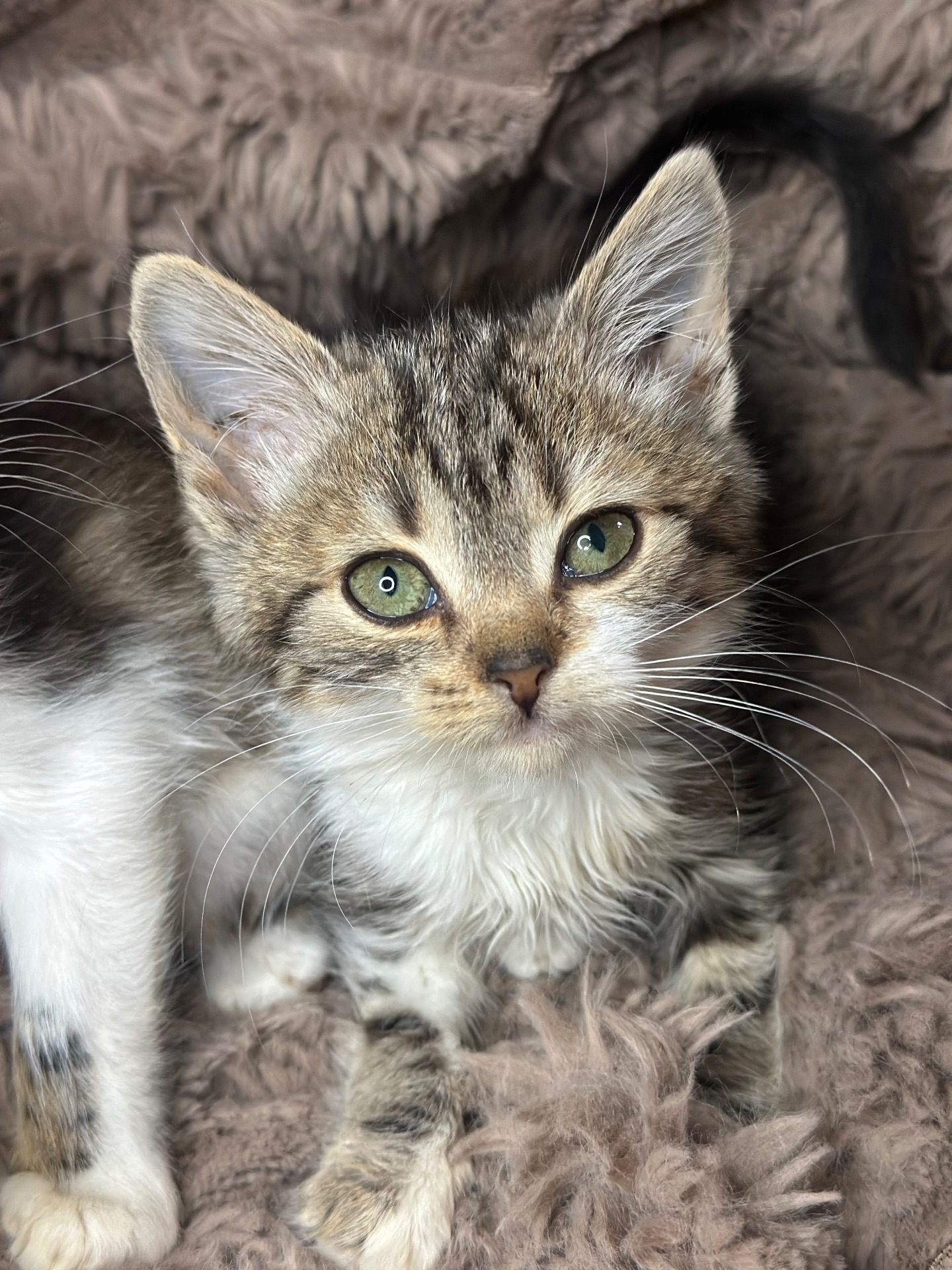 Шукає дім кошеня!