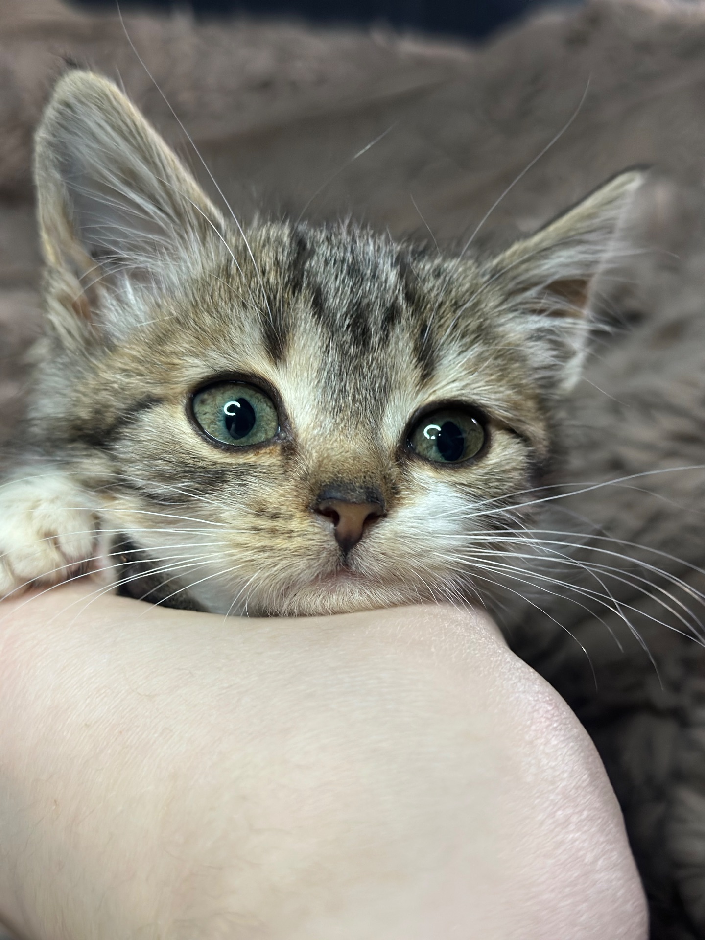 Шукає дім кошеня!