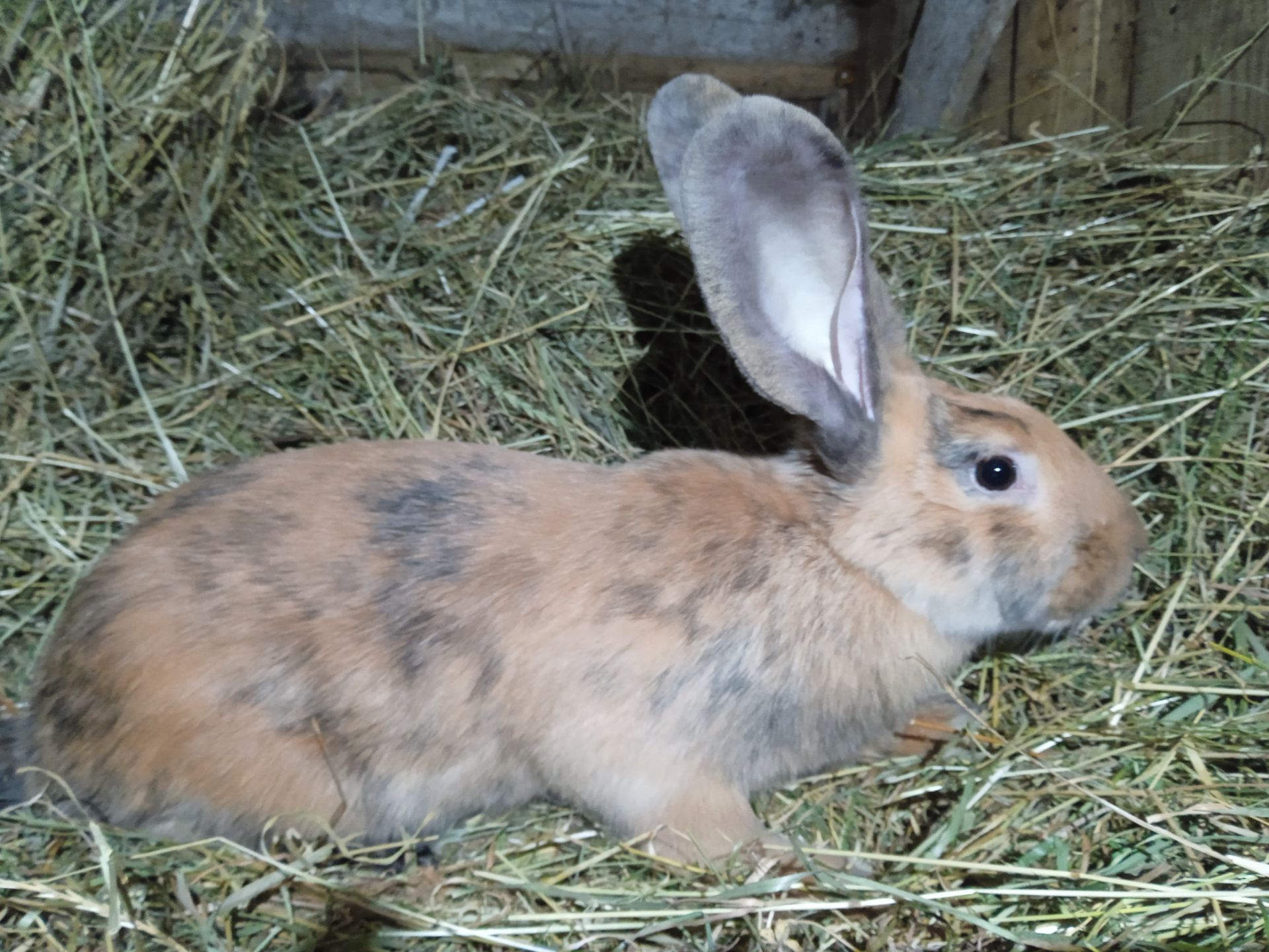 Строкач триколор (однотонний)