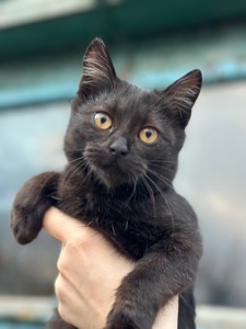 Шукає родину!