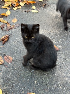 Шукає родину!