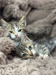 Шукає дім кошеня!