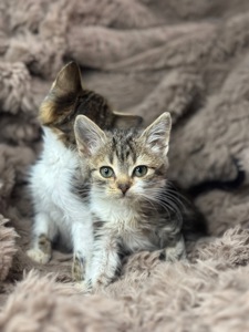 Шукає дім кошеня!