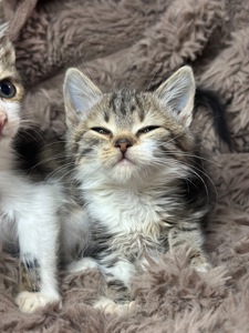 Шукає дім кошеня!