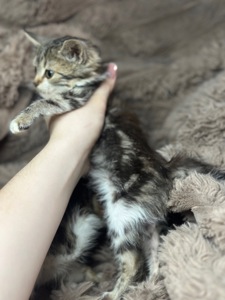 Шукає дім кошеня!