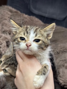 Хлопчик шукає родину!