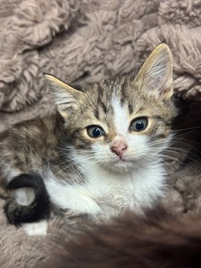 Хлопчик шукає родину!