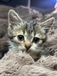 Шукає дім кошеня!