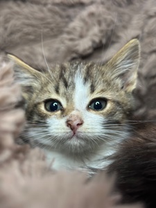 Хлопчик шукає родину!